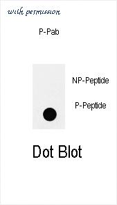 MyBioSource MBS9211379 image 1