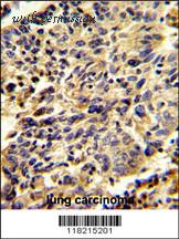 MyBioSource MBS9211418 image 2