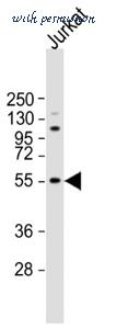 MyBioSource MBS9211489 image 2