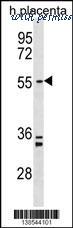MyBioSource MBS9211826 image 1