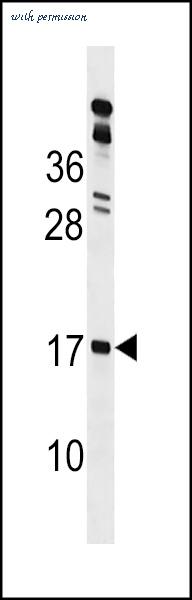 MyBioSource MBS9211923 image 1