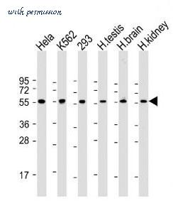 MyBioSource MBS9211992 image 2