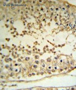 MyBioSource MBS9211992 image 3