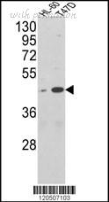 MyBioSource MBS9212023 image 1