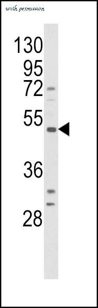 MyBioSource MBS9212035 image 1
