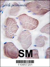 MyBioSource MBS9212273 image 2
