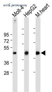 MyBioSource MBS9212496 image 1