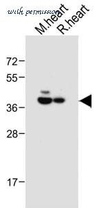 MyBioSource MBS9212496 image 2