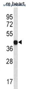 MyBioSource MBS9212496 image 3