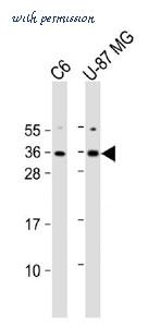 MyBioSource MBS9212765 image 1