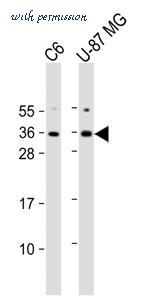 MyBioSource MBS9212765 image 2