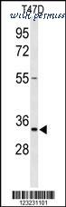 MyBioSource MBS9212936 image 1
