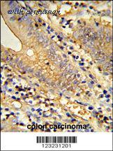 MyBioSource MBS9212936 image 2