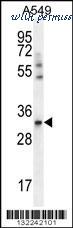 MyBioSource MBS9213096 image 1