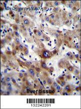 MyBioSource MBS9213096 image 2