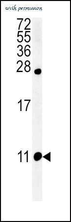 MyBioSource MBS9213265 image 1