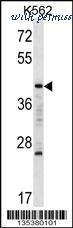MyBioSource MBS9213357 image 1