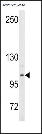 MyBioSource MBS9213445 image 1