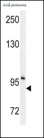MyBioSource MBS9213445 image 2
