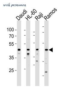 MyBioSource MBS9214174 image 1