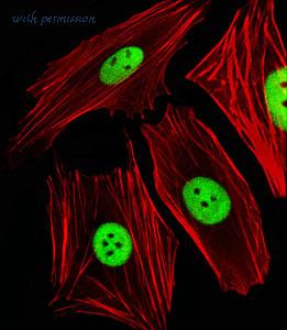 MyBioSource MBS9214243 image 1