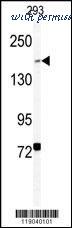MyBioSource MBS9214388 image 1