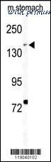 MyBioSource MBS9214388 image 2