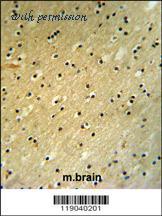 MyBioSource MBS9214388 image 3