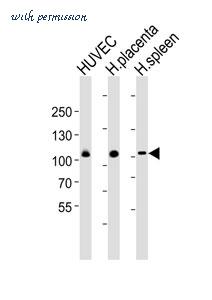 MyBioSource MBS9214443 image 1