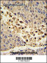 MyBioSource MBS9214722 image 2