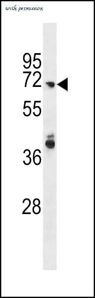 MyBioSource MBS9215052 image 1