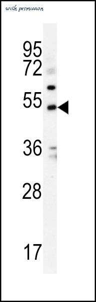 MyBioSource MBS9215167 image 1