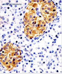 MyBioSource MBS9215444 image 2