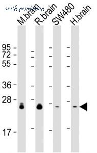 MyBioSource MBS9215444 image 3