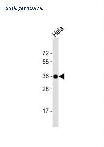 MyBioSource MBS9215532 image 1