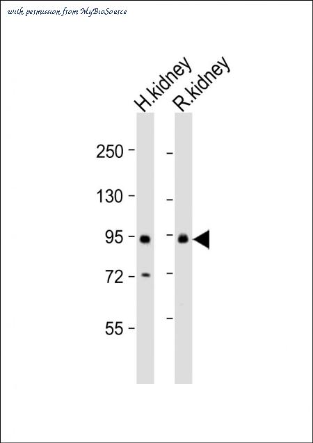 MyBioSource MBS9215961 image 1