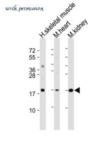 MyBioSource MBS9216068 image 1