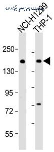 MyBioSource MBS9216411 image 1