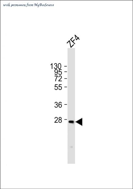 MyBioSource MBS9216430 image 1