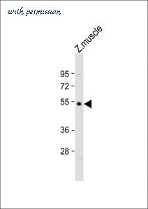 MyBioSource MBS9216440 image 1