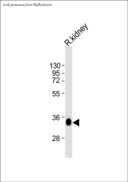 MyBioSource MBS9216483 image 1