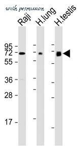MyBioSource MBS9216561 image 2