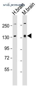MyBioSource MBS9216575 image 1