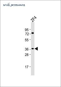 MyBioSource MBS9216635 image 1
