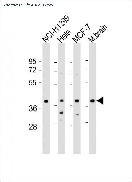 MyBioSource MBS9216710 image 1