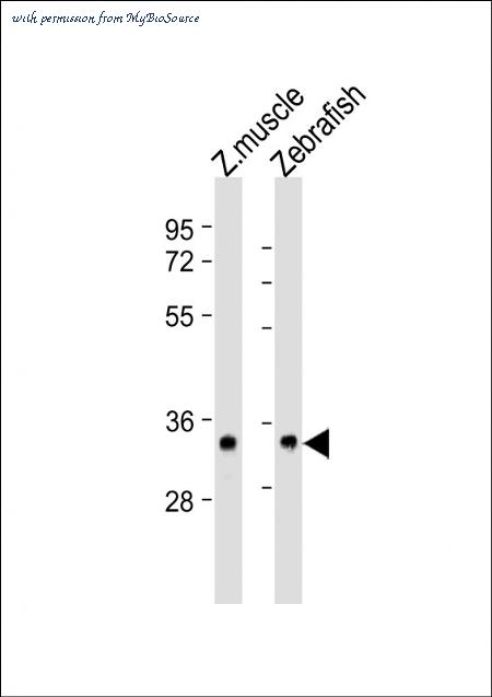 MyBioSource MBS9216805 image 1