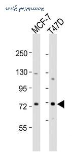 MyBioSource MBS9216894 image 1