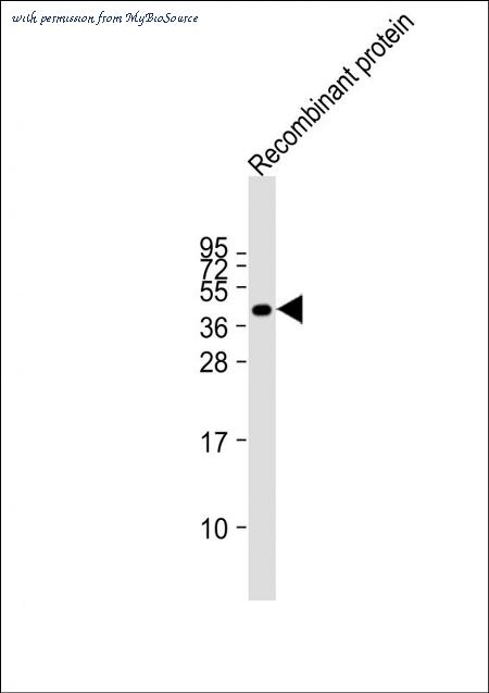MyBioSource MBS9217029 image 1