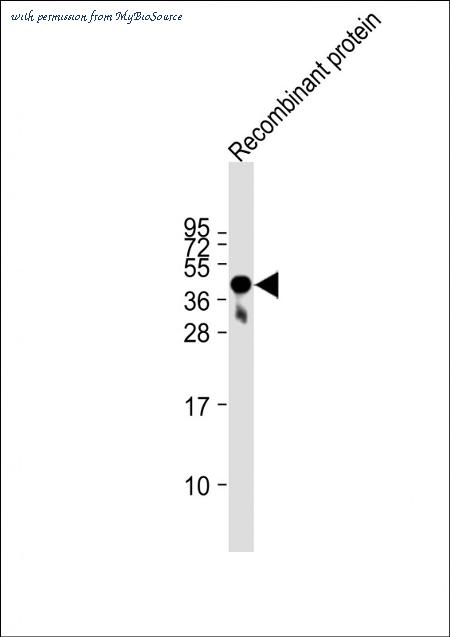MyBioSource MBS9217029 image 3