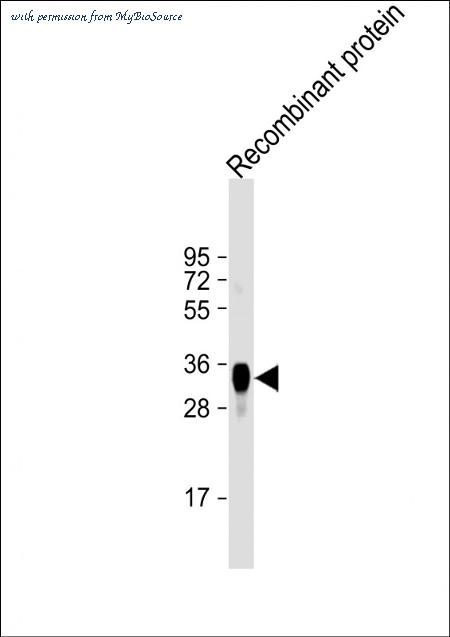 MyBioSource MBS9217044 image 1